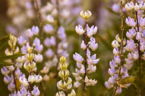 Utah Lupine (Lupinus caudatus). Zion National Park - July 26, 2010.