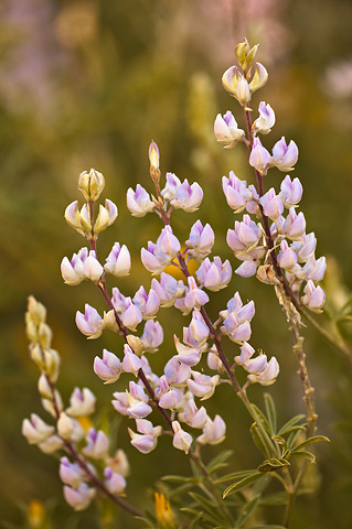 Utah Lupine (Lupinus caudatus). Zion National Park - July 26, 2010.