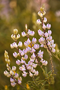 Utah Lupine (Lupinus caudatus) - Zion National Park