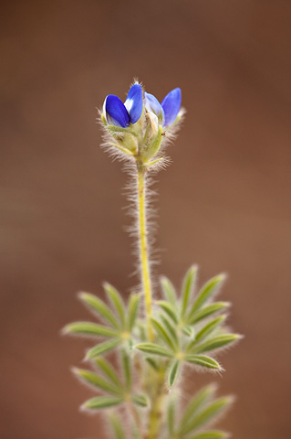 King's Lupine (Lupinus kingii). Zion National Park - July 25, 2010.