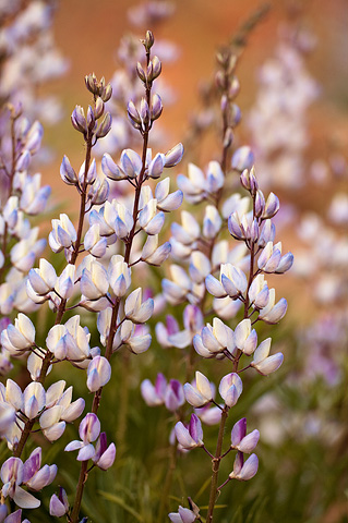 Columbia lupine (Lupinus latifolius). Zion National Park - May 2, 2010.