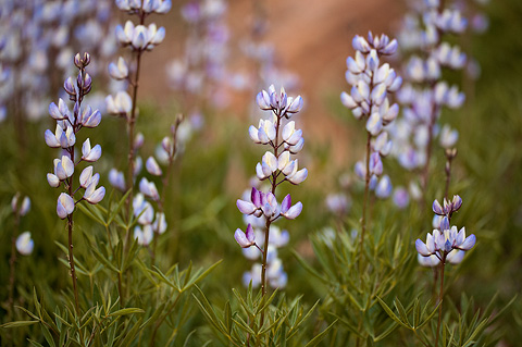 Columbia lupine (Lupinus latifolius). Zion National Park - May 2, 2010.