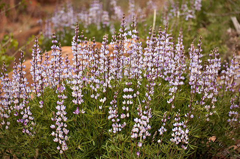 Columbia lupine (Lupinus latifolius). Zion National Park - May 2, 2010.