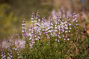 Columbia lupine (Lupinus latifolius) - Zion National Park