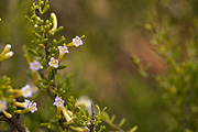 Anderson's Wolfberry (Lycium andersonii) - Zion National Park