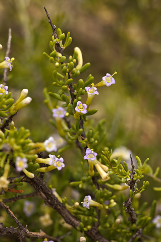 Anderson's Wolfberry (Lycium andersonii). Zion National Park - April 18, 2010.