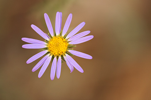 Tanseyleaf Aster (Machaeranthera tanacetifolia). Zion National Park - July 25, 2010.
