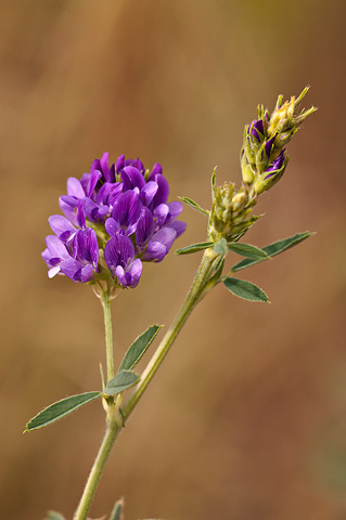 Alfalfa (Medicago sativa). Zion National Park - May 23, 2009.