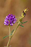 Alfalfa (Medicago sativa) - Zion National Park