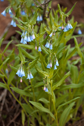 Aspen Bluebells (Mertensia arizonica). Zion National Park - June 11, 2010.