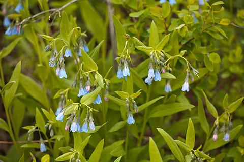 Aspen Bluebells (Mertensia arizonica). Zion National Park - June 11, 2010.