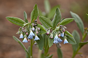 Oblongleaf Bluebells (Mertensia fusiformis) - Zion National Park