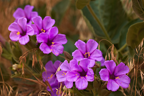 Colorado Four O'clock (Mirabilis multiflora). Zion National Park - June 6, 2009.