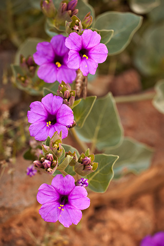 Colorado Four O'clock (Mirabilis multiflora). Zion National Park - April 26, 2008.