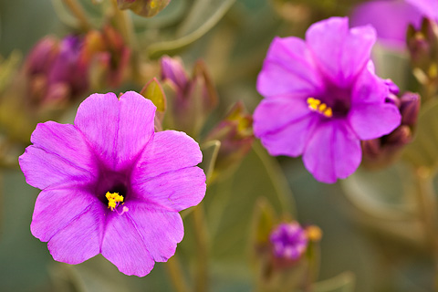 Colorado Four O'clock (Mirabilis multiflora). Zion National Park - April 26, 2008.