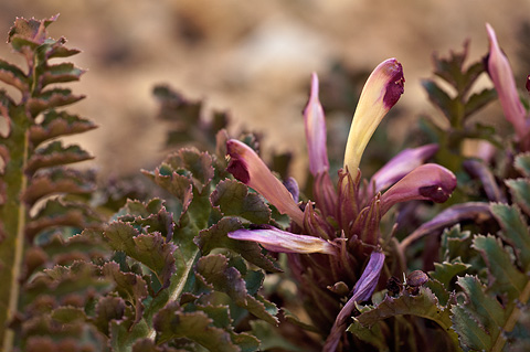 Dwarf Lousewort (Pedicularis centranthera). Zion National Park - May 16, 2010.