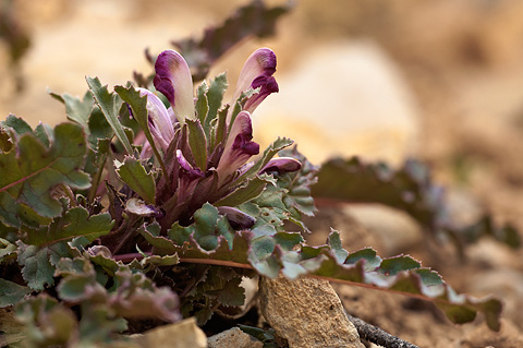 Dwarf Lousewort (Pedicularis centranthera). Zion National Park - May 16, 2010.