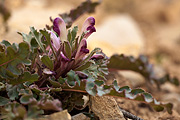 Dwarf Lousewort (Pedicularis centranthera) - Zion National Park
