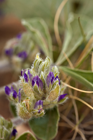 Skunktop (Pediomelum mephiticum). Zion National Park - May 1, 2010.