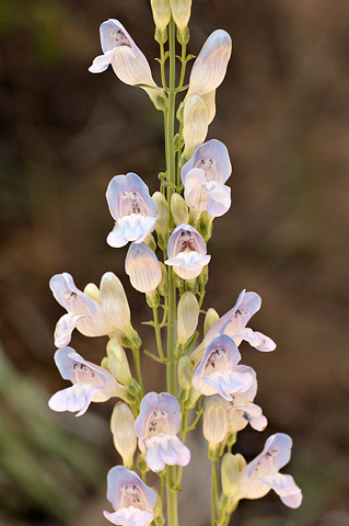 Dusty Beardtongue (Penstemon comarrhenus). Zion National Park - July 4, 2010.