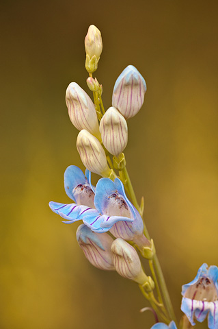 Dusty Beardtongue (Penstemon comarrhenus). Zion National Park - July 25, 2010.