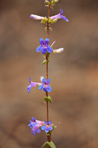 Low Beardtongue (Penstemon humilis). Zion National Park - May 2, 2009.