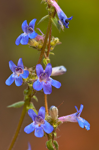 Low Beardtongue (Penstemon humilis). Zion National Park - May 14, 2005.