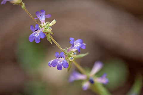 Low Beardtongue (Penstemon humilis). Zion National Park - May 4, 2009.