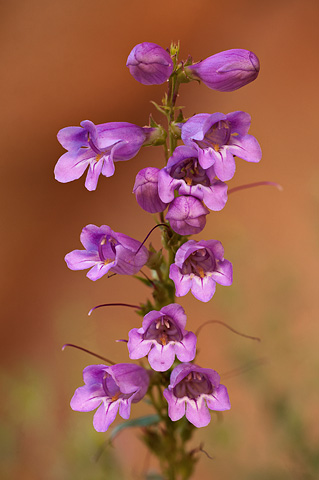 Jones Penstemon (Penstemon x jonesii). Zion National Park - June 6, 2009.