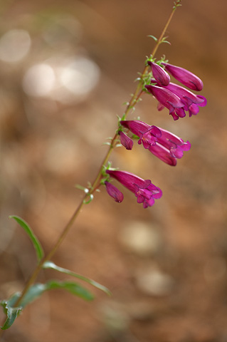 Jones Penstemon (Penstemon x jonesii). Zion National Park - May 4, 2009.