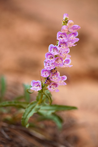 Royal Penstemon (Penstemon laevis). Zion National Park - May 24, 2009.