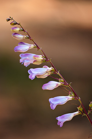 Royal Penstemon (Penstemon laevis). Zion National Park - June 6, 2009.