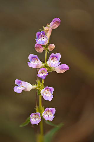 Royal Penstemon (Penstemon laevis). Zion National Park - May 23, 2009.