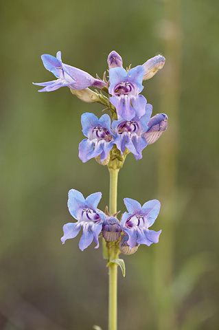 Markagunt Penstemon (Penstemon leiophyllus). Zion National Park - July 3, 2010.