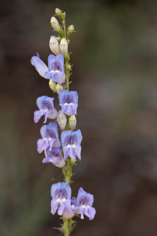 Markagunt Penstemon (Penstemon leiophyllus). Zion National Park - July 3, 2010.