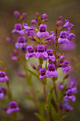 Leonard's Beardtongue (Penstemon leonardii). Zion National Park - May 25, 2009.