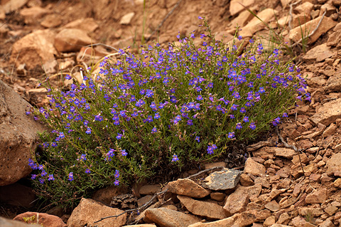 Siler's Penstemon (Penstemon linarioides). Zion National Park - June 13, 2010.