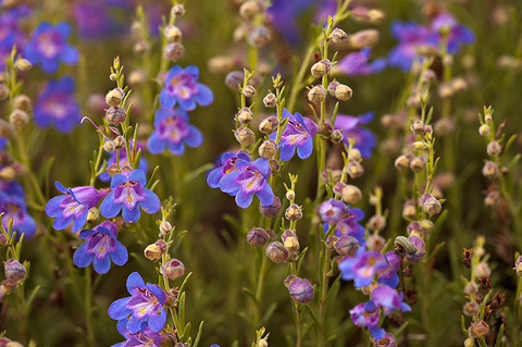 Siler's Penstemon (Penstemon linarioides). Zion National Park - May 25, 2009.