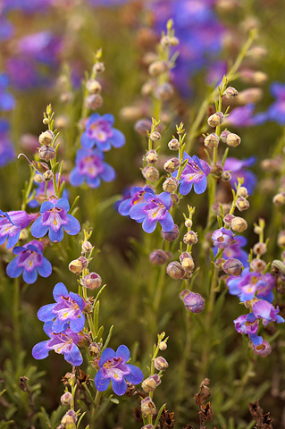 Siler's Penstemon (Penstemon linarioides). Zion National Park - May 25, 2009.