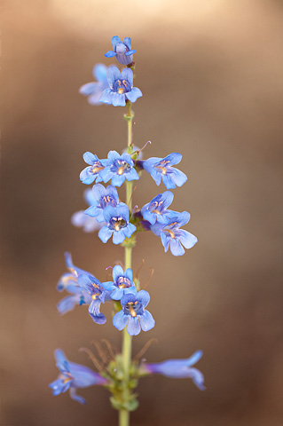 Thickleaf Beardtongue (Penstemon pachyphyllus). Zion National Park - May 24, 2009.