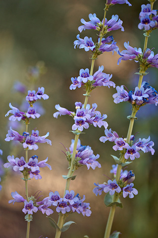 Thickleaf Beardtongue (Penstemon pachyphyllus). Zion National Park - May 27, 2007.