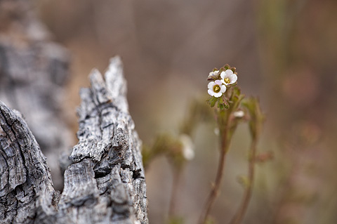 Limestone Scorpionweed (Phacelia affinis). Zion National Park - May 1, 2010.