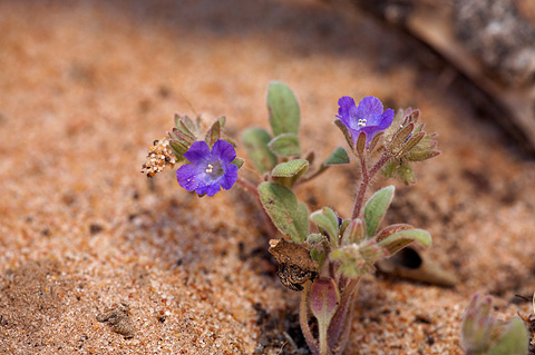 Washoe Phacelia (Phacelia curvipes). Zion National Park - May 3, 2010.