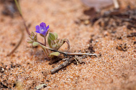 Washoe Phacelia (Phacelia curvipes). Zion National Park - May 3, 2010.