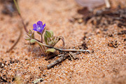 Washoe Phacelia (Phacelia curvipes) - Zion National Park