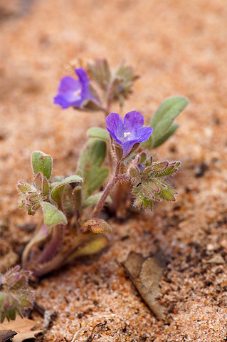Washoe Phacelia (Phacelia curvipes). Zion National Park - May 3, 2010.
