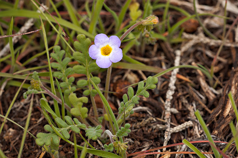 Fremont's Phacelia (Phacelia fremontii). Zion National Park - April 2, 2010.