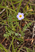 Fremont's Phacelia (Phacelia fremontii) - Zion National Park