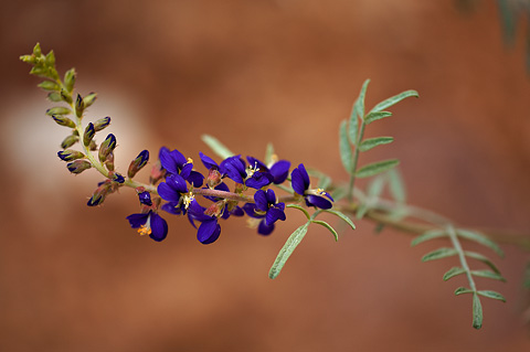 Fremont's Indigobush (Psorothamnus fremontii). Zion National Park - May 23, 2009.