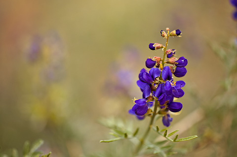 Fremont's Indigobush (Psorothamnus fremontii). Zion National Park - May 23, 2009.